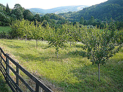 Pommiers ou pruniers, Lalinci, Serbie centrale