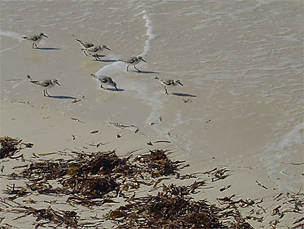 Oiseaux sur le sable
