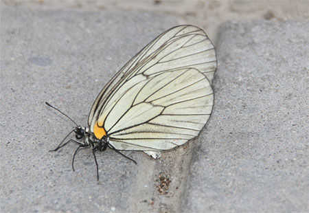Papillon sur la Grande Muraille
