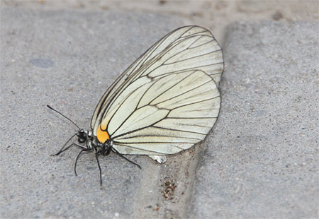 Papillon sur la Grande Muraille Papillon sur la Grande Muraille