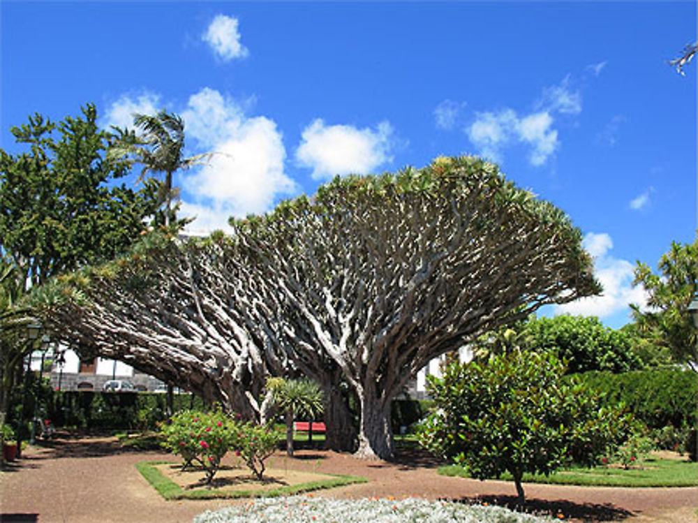 Dragonniers du Jardim Florencio Terra