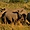 Famille de rhinocéros