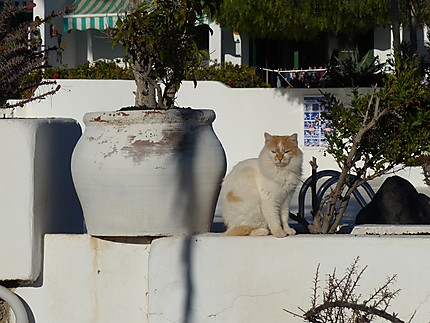 Le chat de Lanzarote