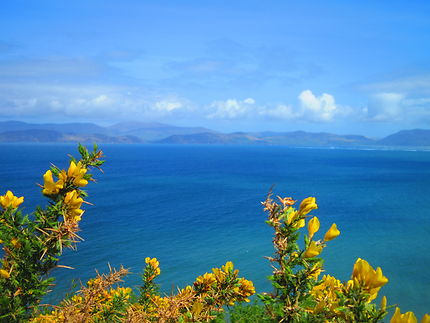 Ring of Kerry blossoming