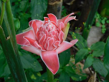 Jolie rose de porcelaine à Petit-Bourg