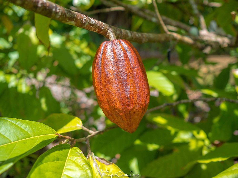 Habitation Céron, cosse de cacao