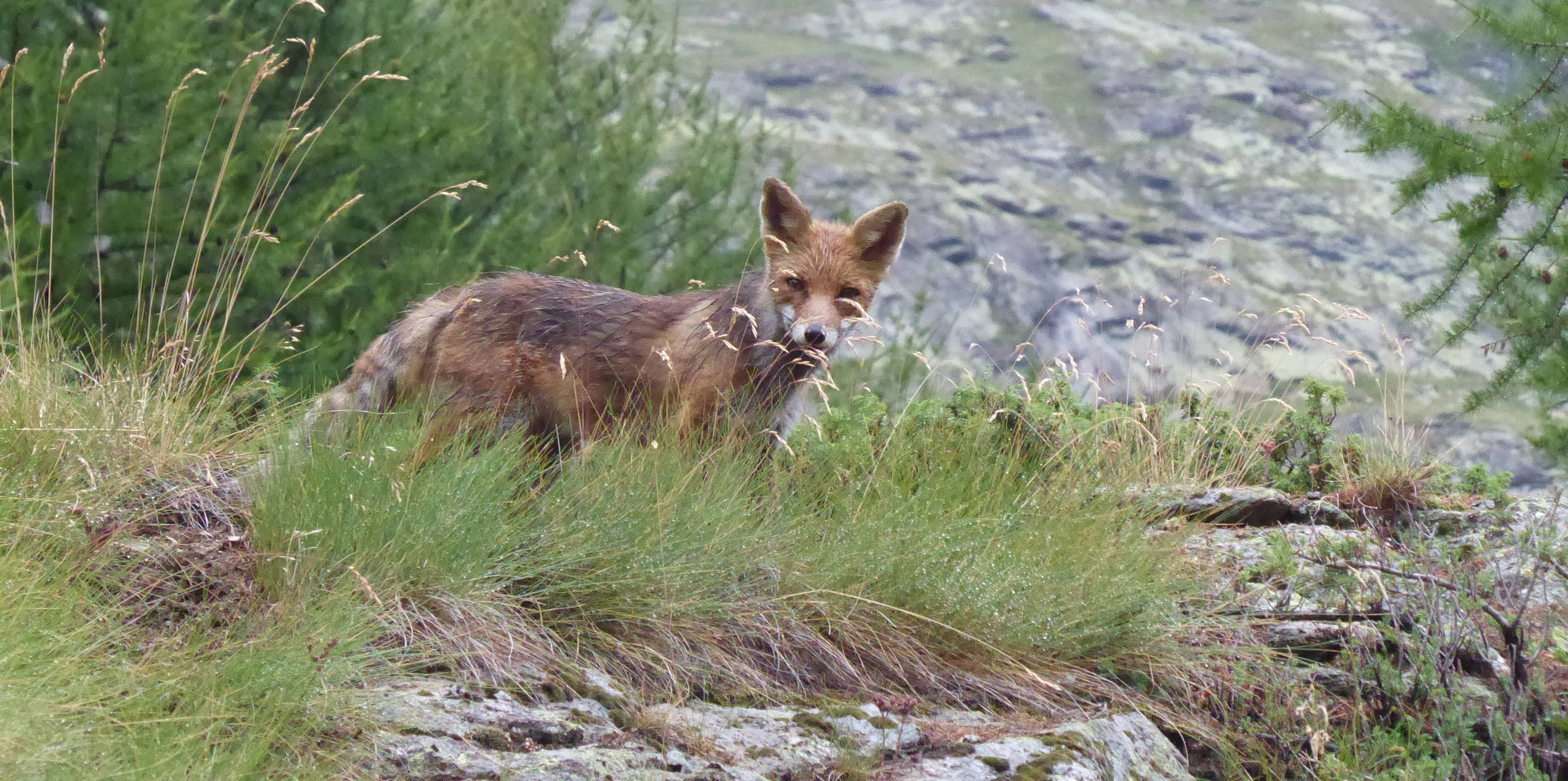 Renard Renard