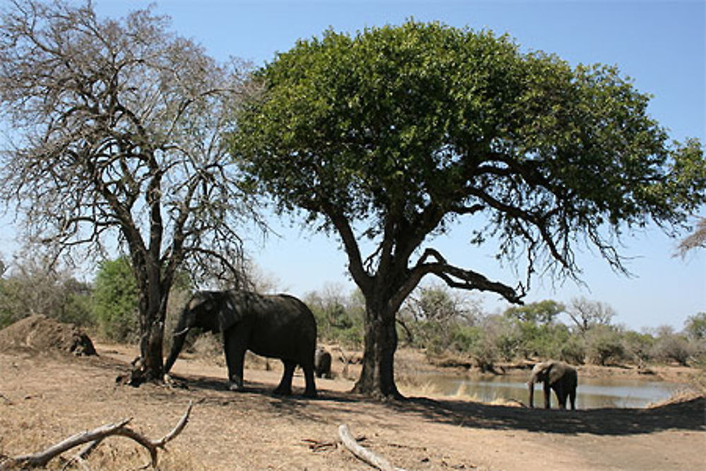 Paysage de savane