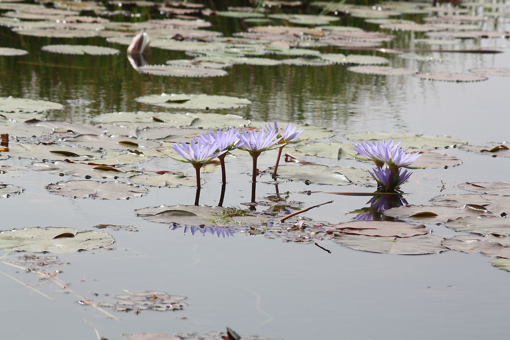 Lac de Tengrela (Banfora)