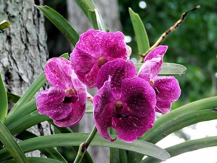 Superbe orchidée rouge, domaine de Valombreuse