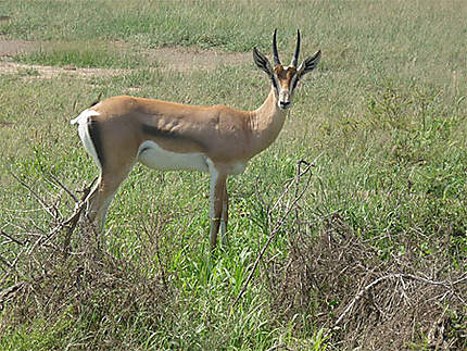Jolie gazelle