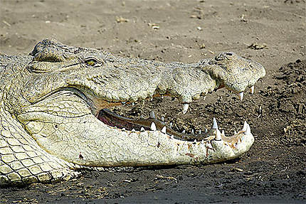 Crocodile sur le lac Chamo