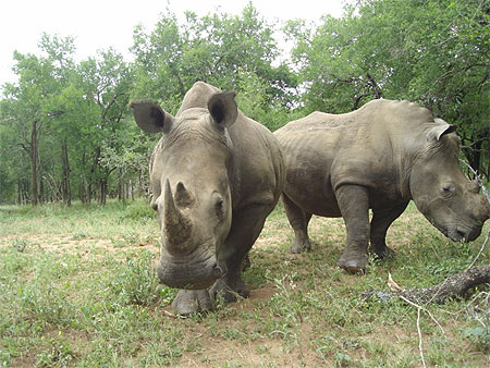Safari à pied Safari à pied