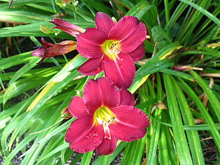 Fleurs aux Jardins de Métis, Grand-Métis