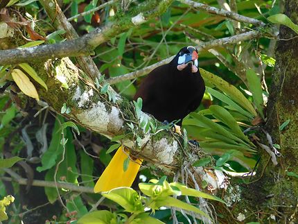Bel oiseau au parc national de Tortuguero