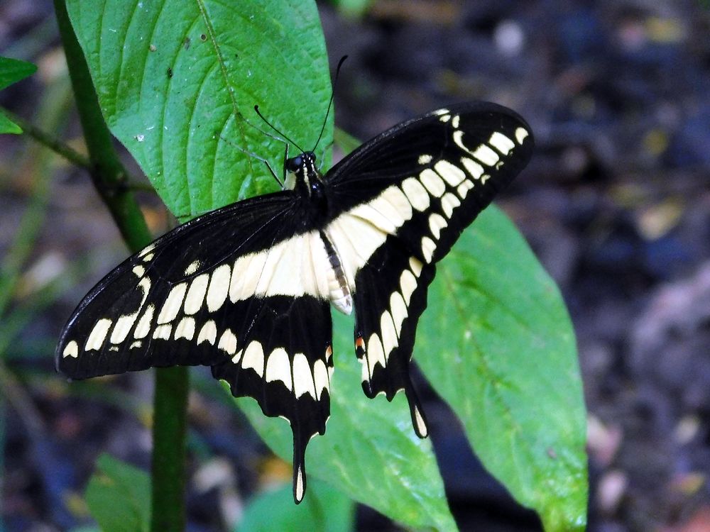 Papillon, domaine de Valombreuse