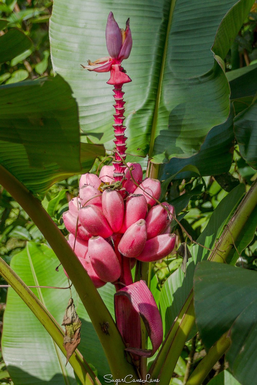 Habitation Céron, banane rose