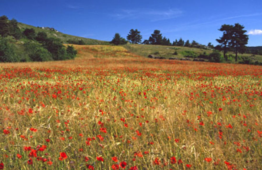 Le champ de coquelicots