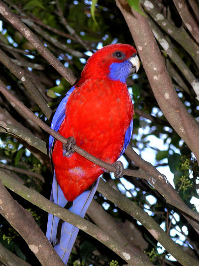 Perroquet du Lamington National Park Perroquet du Lamington National Park