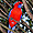 Perroquet du Lamington National Park