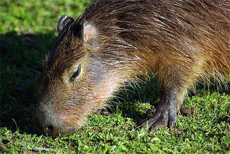 Carpincho ou Capybara