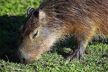 Carpincho ou Capybara