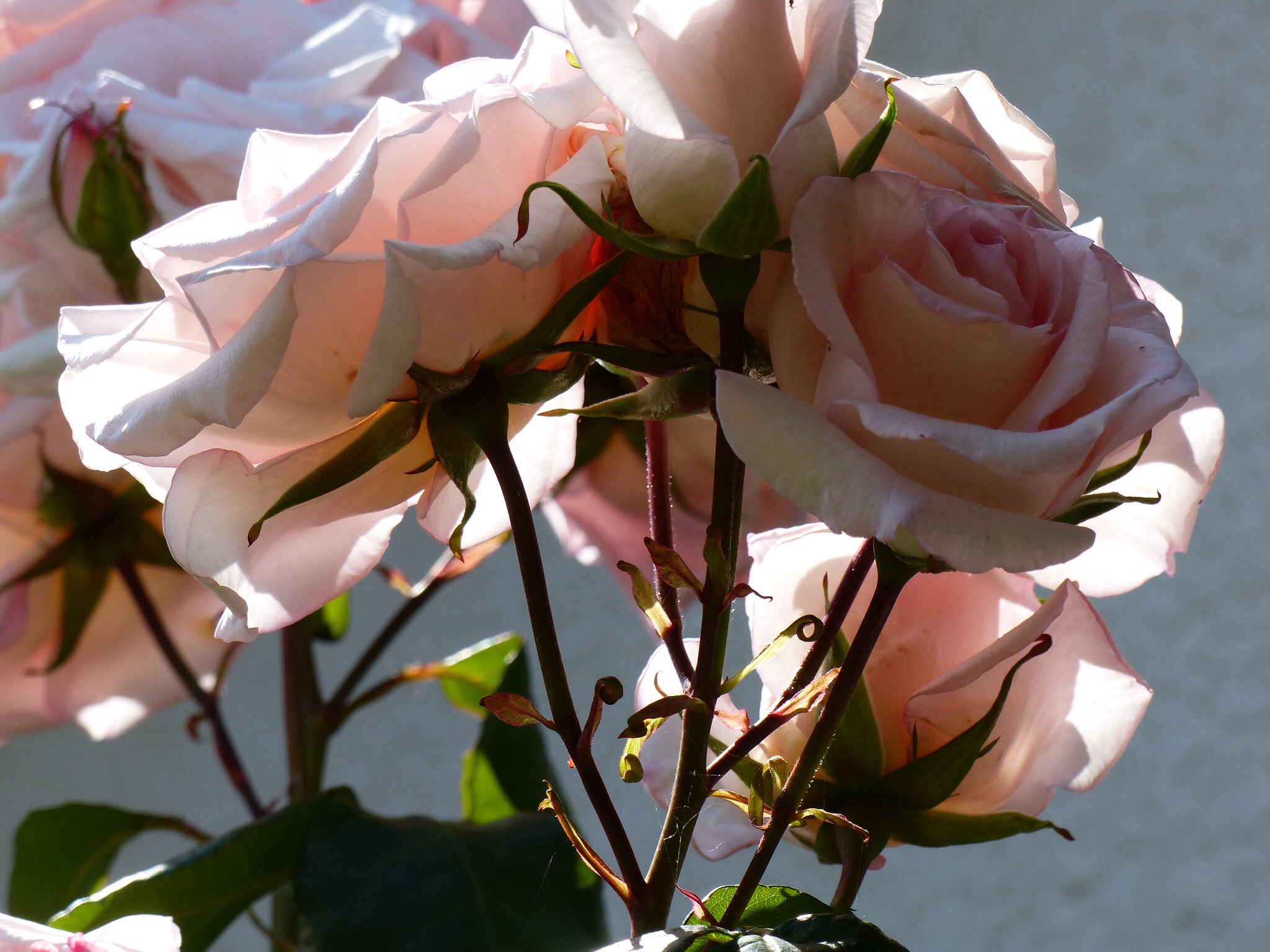 Roses diaphanes Roses diaphanes