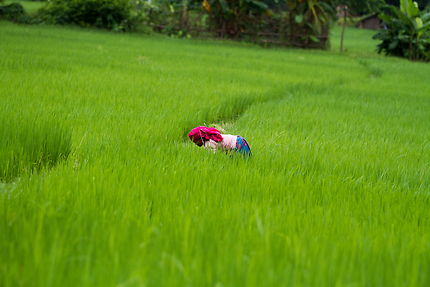 La vie au champ à Bardia 