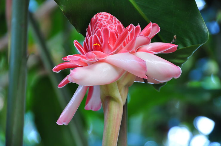 Fleur des îles, Guadeloupe