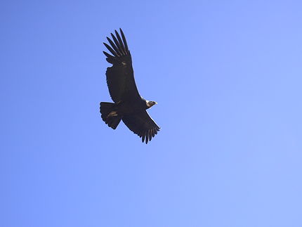 Condor au Cañon del Colca