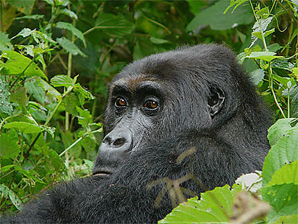 Rencontre avec les gorilles du Congo