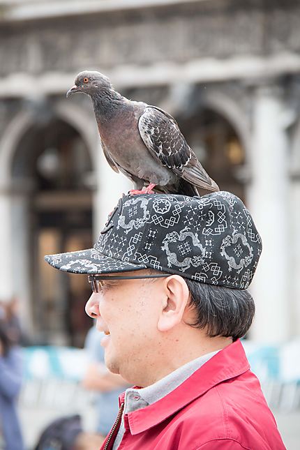 Le pigeon sur une tête trône