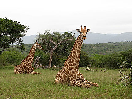 Girafes 