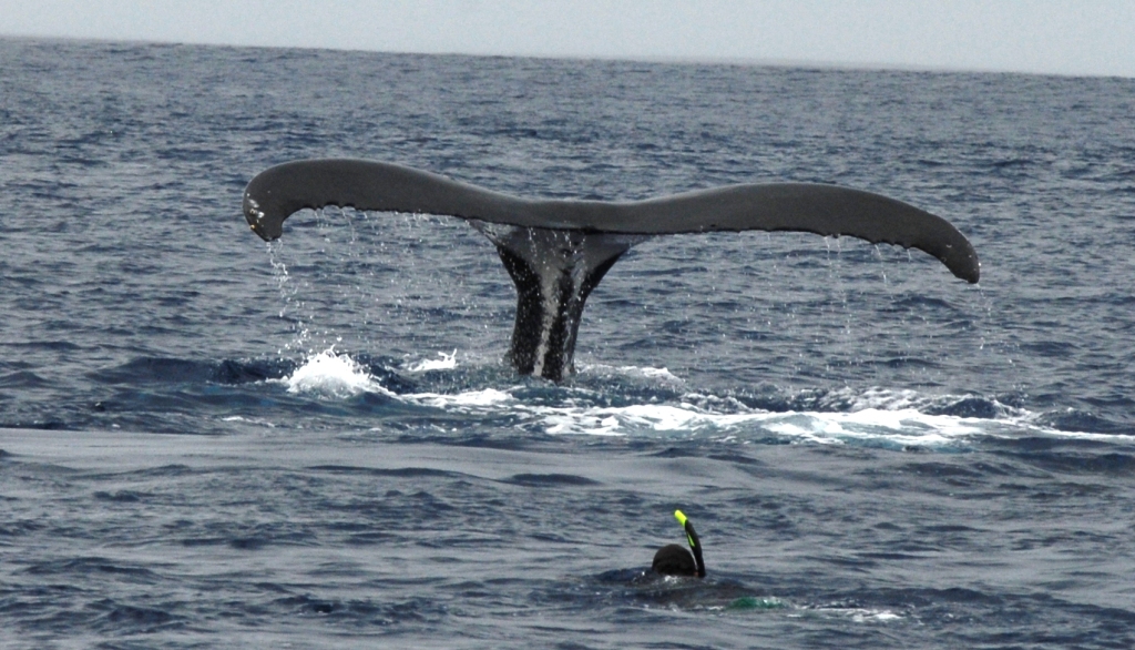 Whale watching Whale watching
