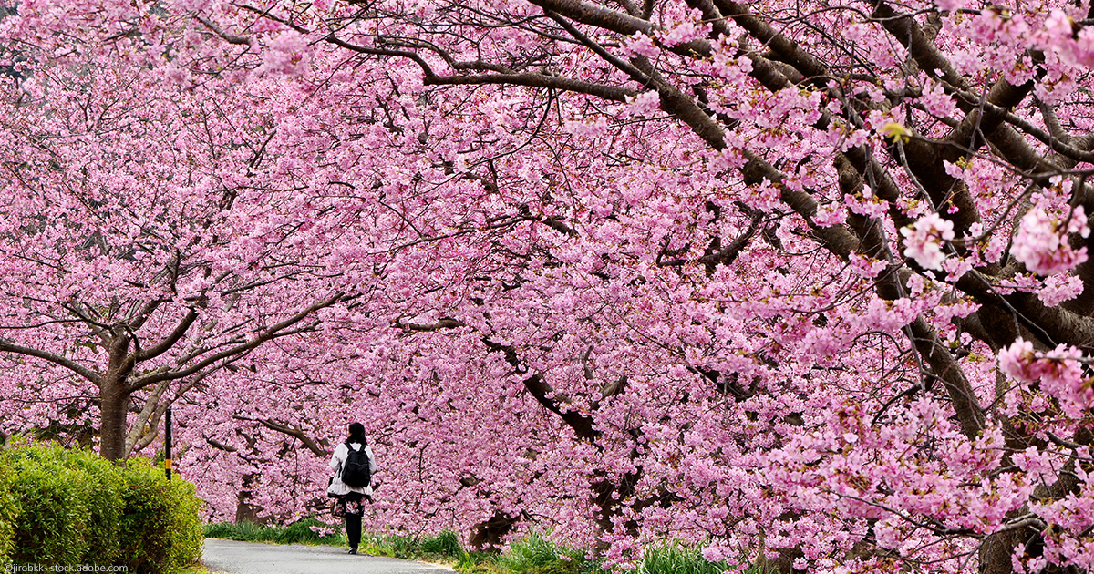 Cerisiers en fleurs en Corée du Sud : Où et quand les voir en 2023 ?