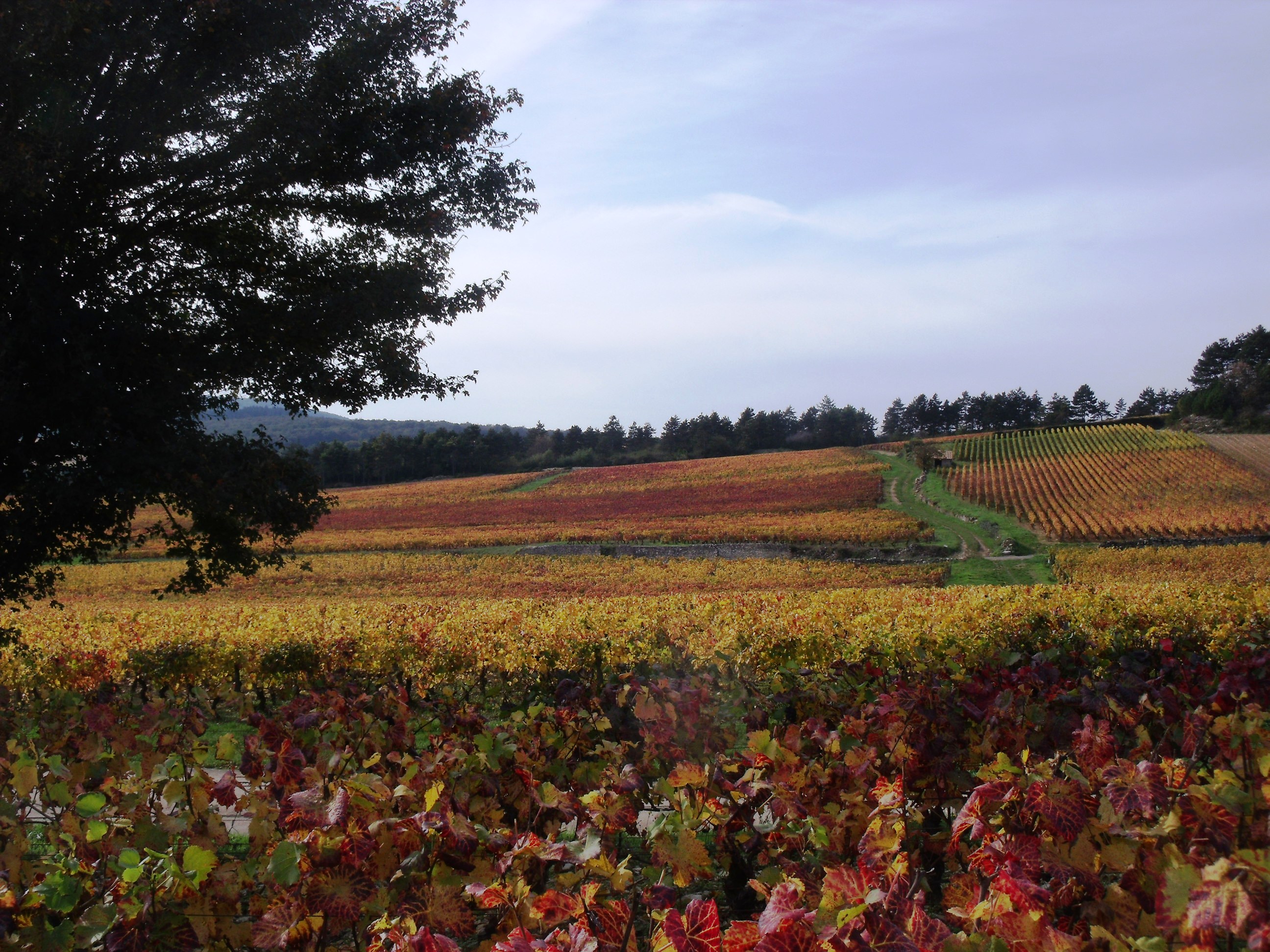 L'automne dans le vignoble L'automne dans le vignoble