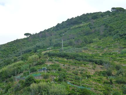 Vignes en terrasse, Cinque Terre