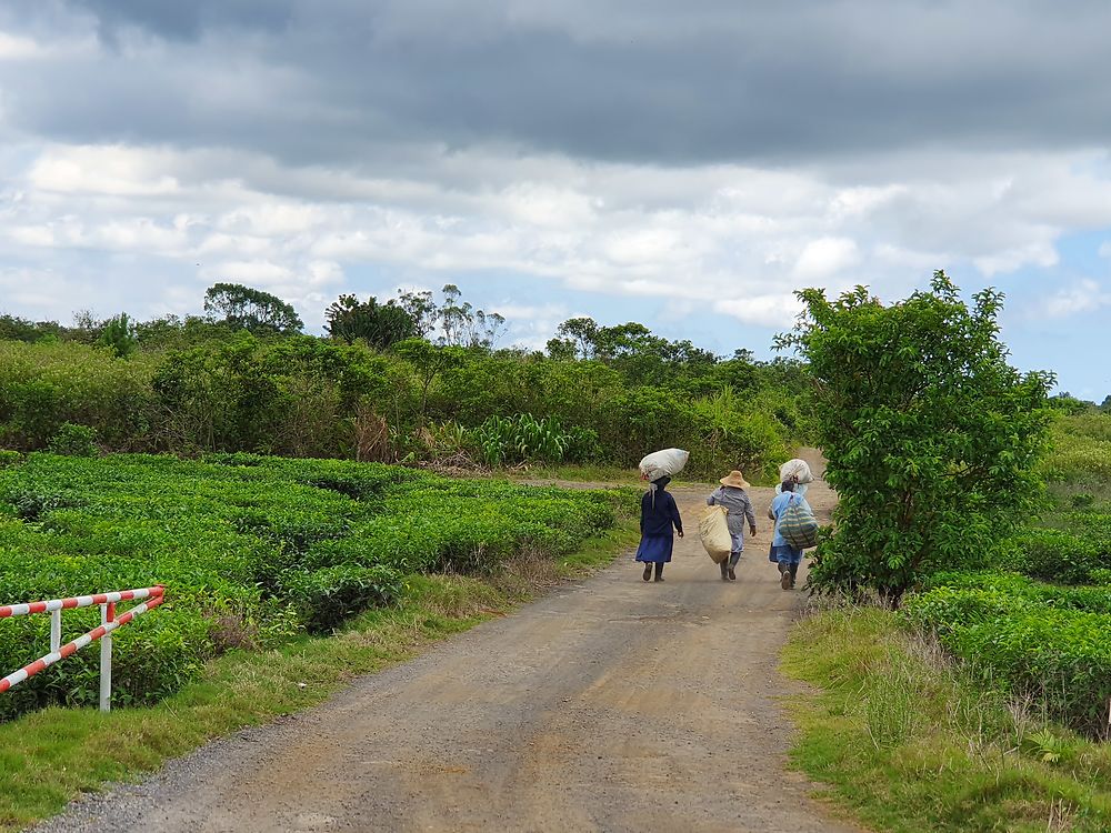 A la cueillette du thé sur l'île Maurice