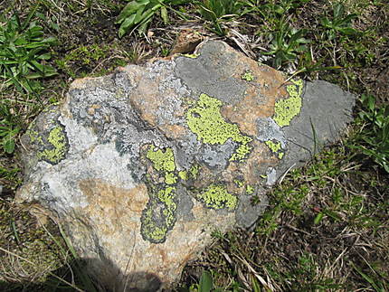 Pierre et lichens