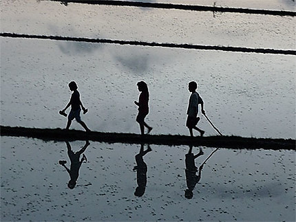 Enfants se promenant dans les rizières