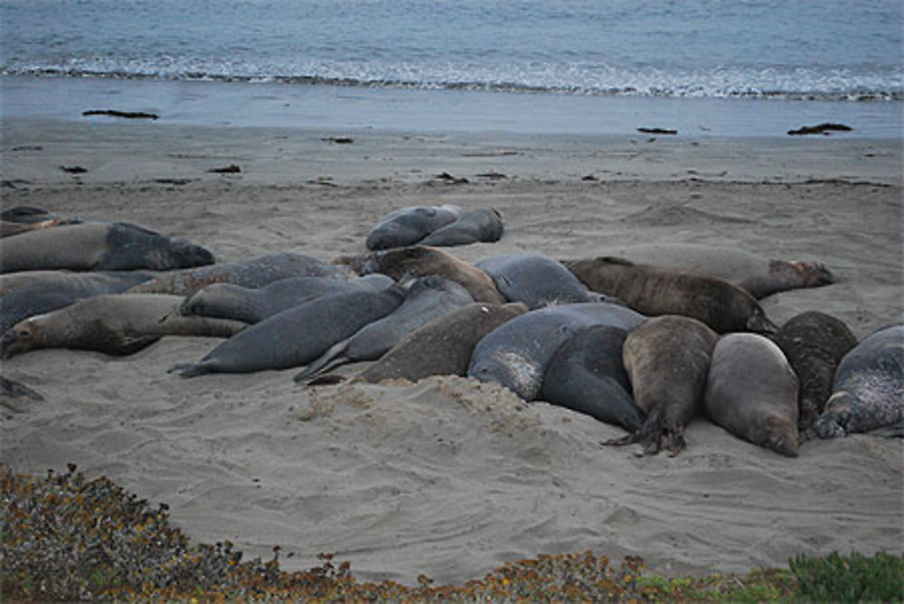 Piedras Blancas Colony