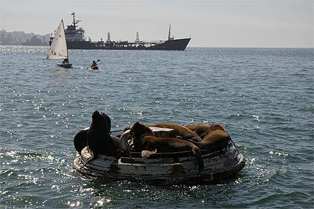 Lions de mer en rade de Valparaiso