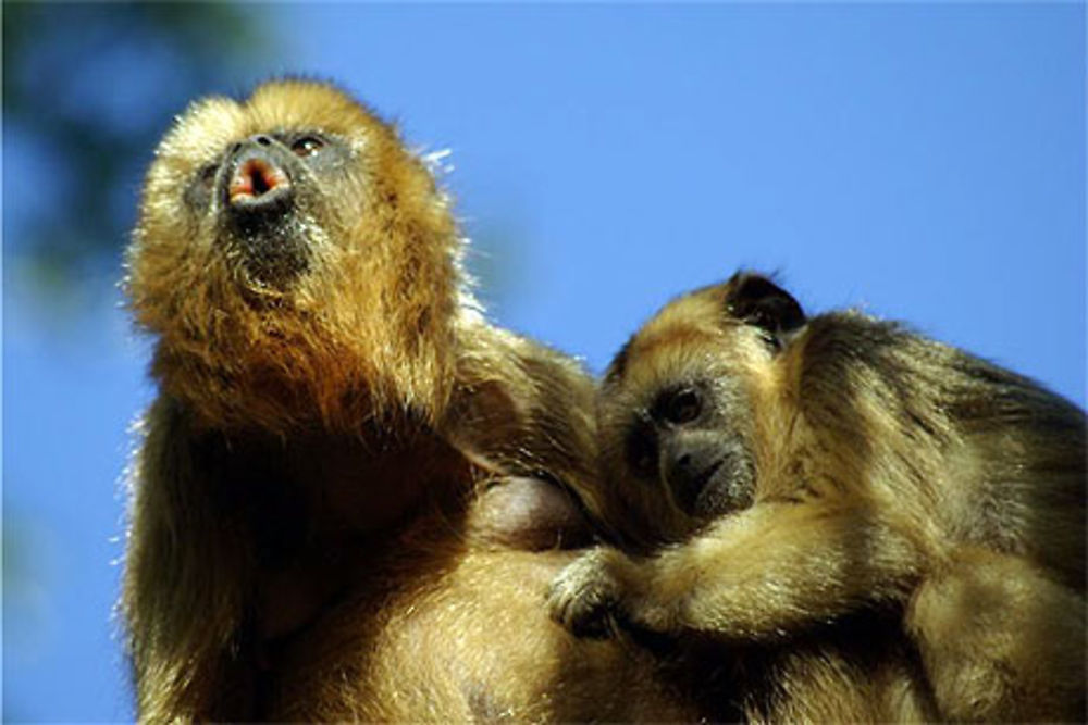 Singe hurleur : femelle et son petit