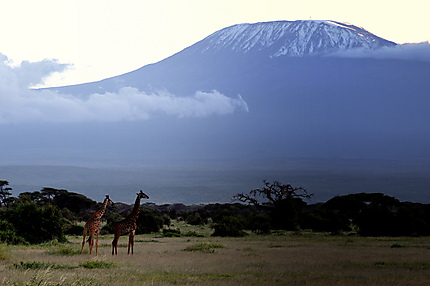 Au pied du Kilimandjaro