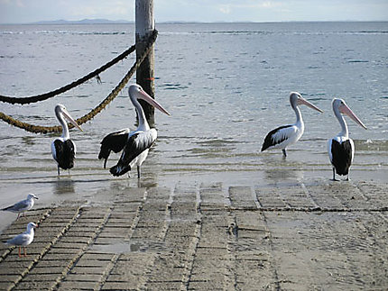 Pélicans à North Stradbroke Island