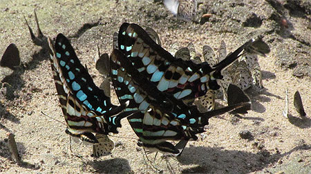 Papillons Papillons