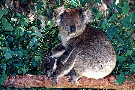 Koalas Koalas