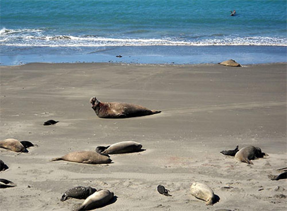 Eléphants de mer à Punta Delgada