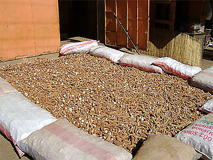 Racines de manioc