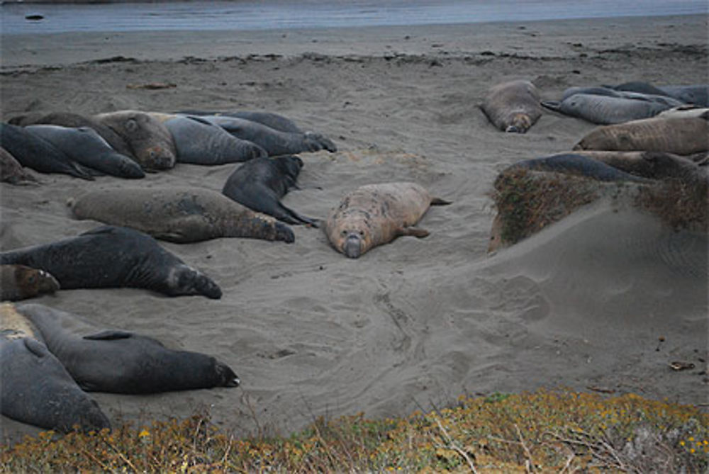 Eléphant de mer à Piedras Blancas Colony